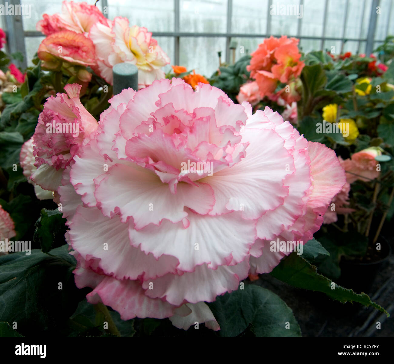 Begonia `Can-Can`. White & pink frilly edge flower. Very elegant Stock Photo